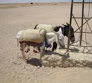 Arme Kerle , müssen in der Hitze Touris rumtragen