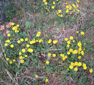Naturblumen auf dem Weg Arco Naturale