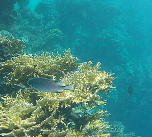 Schnorcheln Marsa Alam