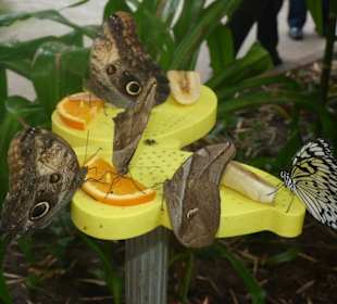 Schmetterlinge beim Frühstück