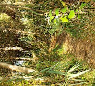 Naturreservat tief im Wald