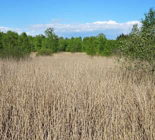 Reetflächen am Bederkesaer See