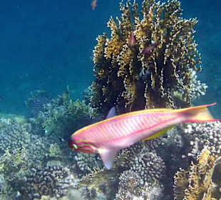 Schnorcheln Marsa Alam
