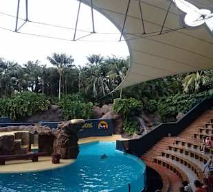 Pokaz lwów morskich