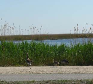 Schilfgürtel Neusiedlersee