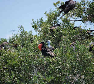 Fregattvogel bei der Balz
