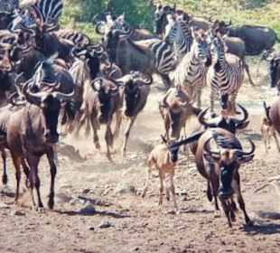 Gnus und Zebras im Amboseli