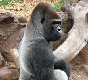 Gorilla