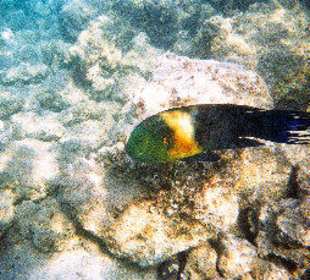 Schnorcheln Hausriff