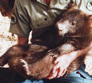 Wombat