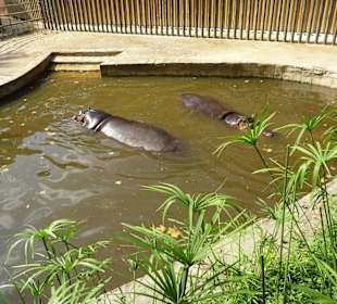 Flusspferde im Wasserbecken