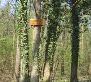 Bei der Lingenfelder Grotte