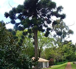 Blandys Gardens/Palheiro Gardens
