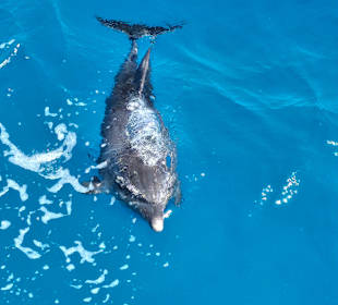 Delfin Tour Hurghada