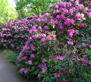 Hauptblüte im Rhododendronpark Bremen