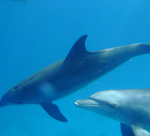 Delfinschwimmen Delfine & Meer