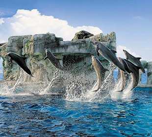 Delfinarium