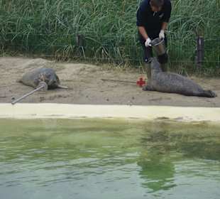 Vorführung - Fütterung