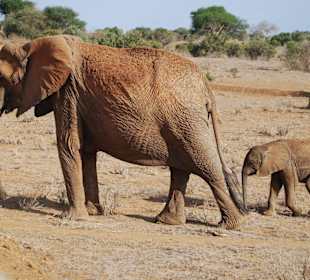 Elefanten-Baby hat die Mutter gefunden