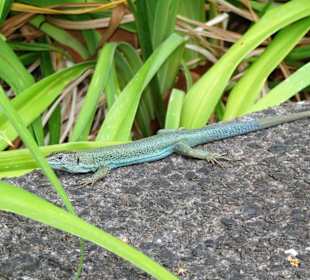 Eidechsen im Parque de Santa Catarina
