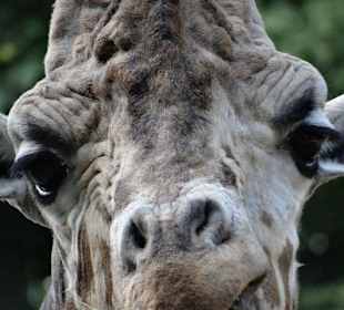 Blick direkt in die Kamera