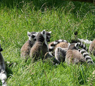 Serengeti Park Hodenhagen