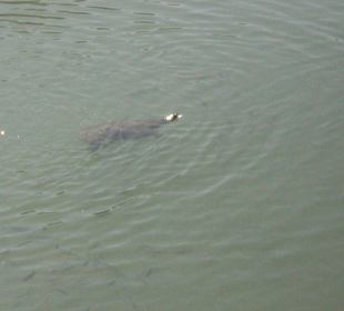 Kleiner Fluß zum Hafen