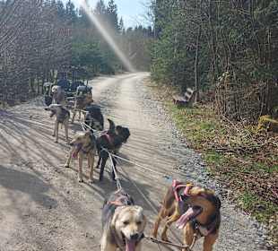 Husky Ausfahrt Waldviertel