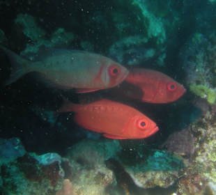 Soldatenfische am Hausriff