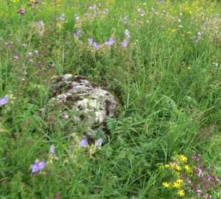 ALB-GOLD Naturgarten