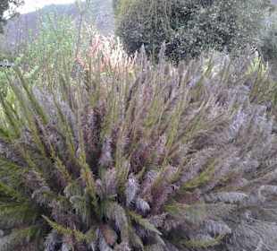 Botanischer Garten Kirstenbosch