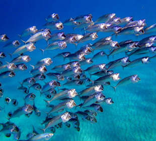 Стая - Hotel Tropitel Sahl Hasheesh