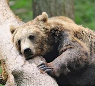 Wildparadies Tripsdrill