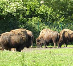 Serengeti Park Hodenhagen