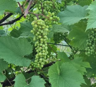 Weintrauben noch unreif