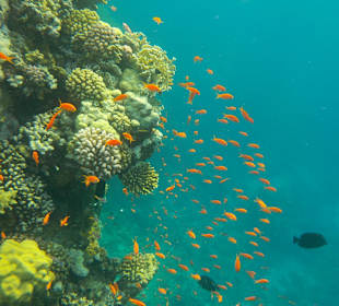 Schnorcheln Marsa Alam