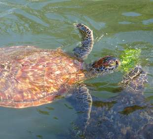 Seeschildkröten in Nungwi