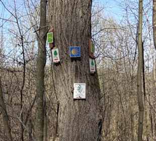 Premiumwanderweg "hochgeblickt"
