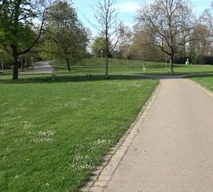 Historische Platanenallee im Unteren Schloßgarten