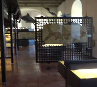 Jura-Museum