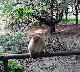 Affenberg in Salem