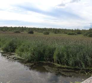Federseesteg Bad Buchau