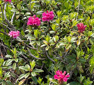 Wandern Neukirchen am Großvenediger