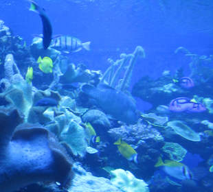 Palma Aquarium
