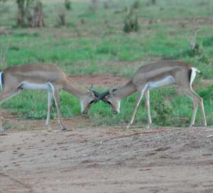 Amboseli