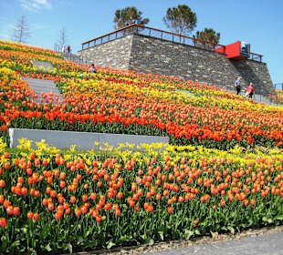 "Römerbastion" im Tulpenmeer