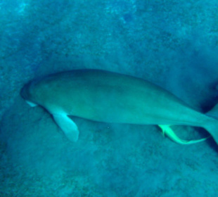 Diugonia(krowa morska)