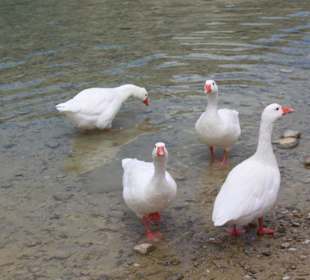 Озеро Курнас 