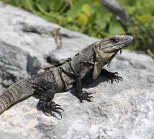 Leguane trifft man oft