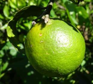 Abteilung für Nutzpflanzen